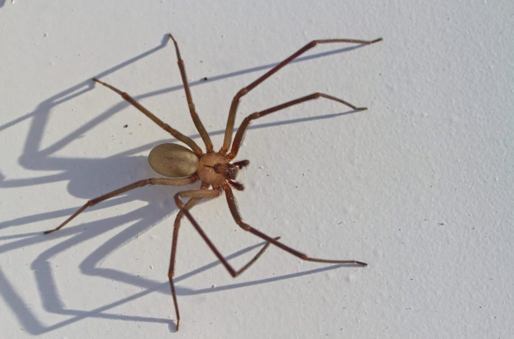 Morsure d’araignée recluse brune: prévention, symptômes, traitement