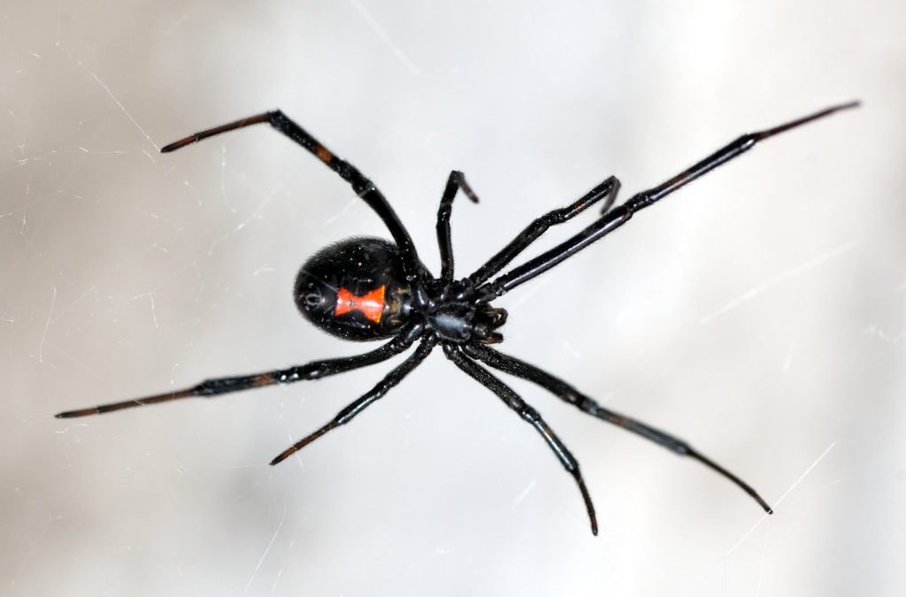 Morsures d’araignées Black Widow: symptômes, traitement, prévention